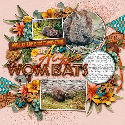 Aussie wombats