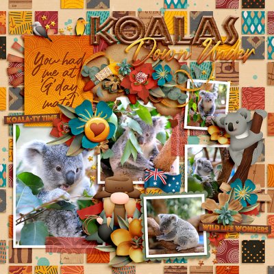 Koalas Down Under