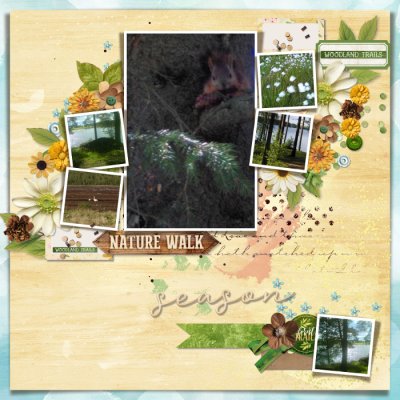 Forest walks