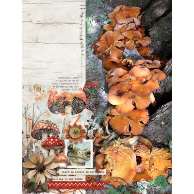 Frogs, Fungi & Forest Folk