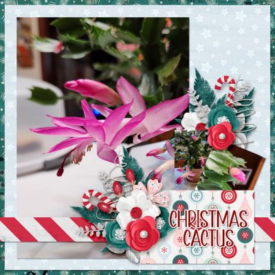 Christmas Cactus