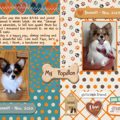 My Papillon