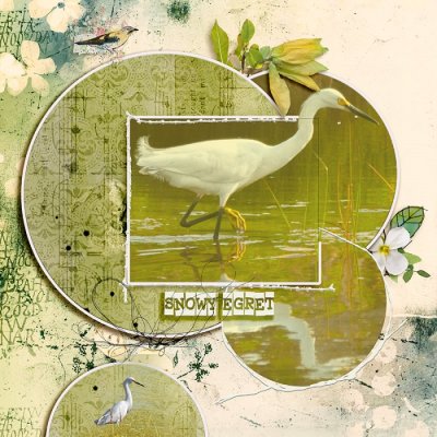Snowe Egret