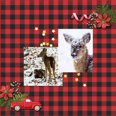 A Deer View