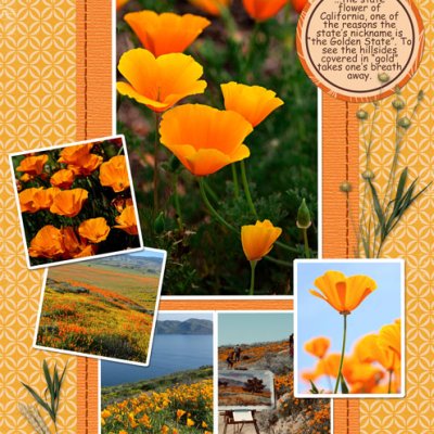 The California Poppy
