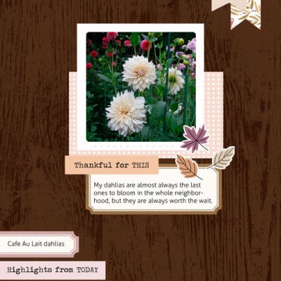 Fall Dahlias