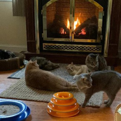 cats_2023