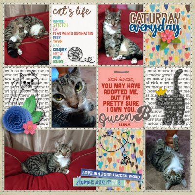 cmg-purrfectkitty-catcrazy-scrappypenguin