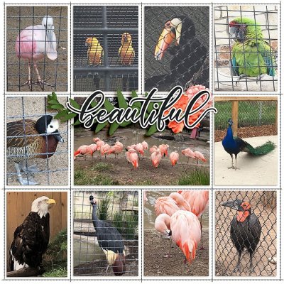 aviary - right side