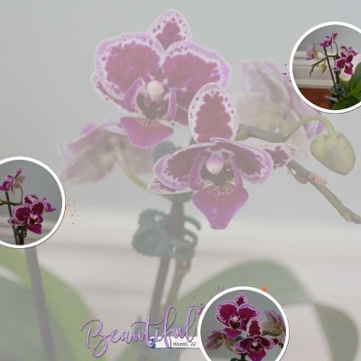 1-Bloom---Magnify.jpg