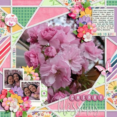 Cherry Blossoms
