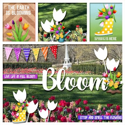 Tulips are Blooming