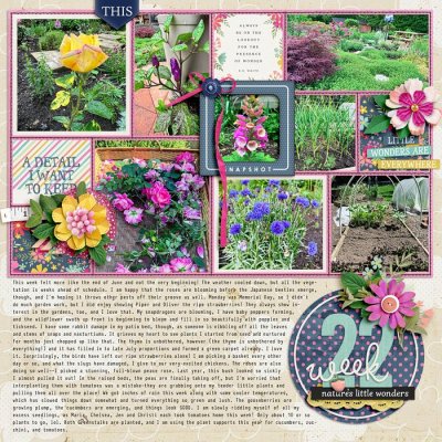 2024 Garden notes, week 22 left