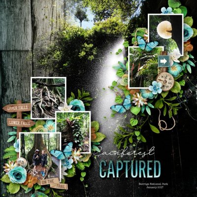 Rainforest Captured