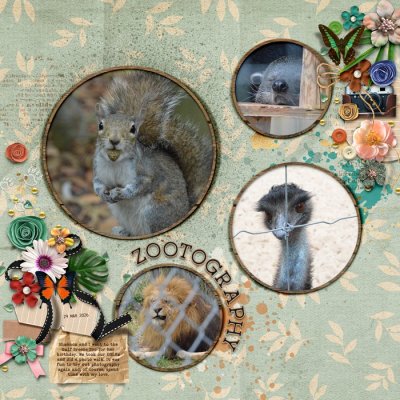 Zootography