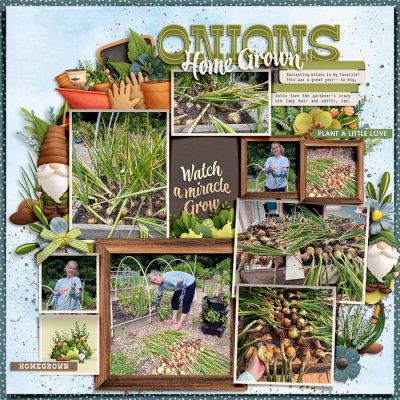 Onio Harvest 2025