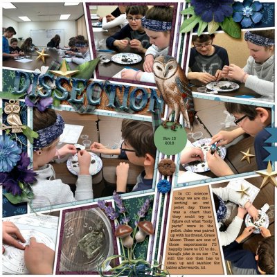 Owl pellet disection