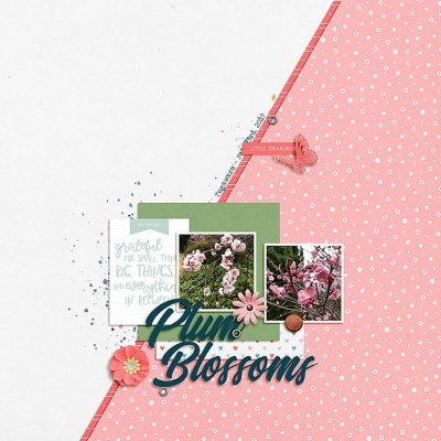 Plum Blossoms - 2019