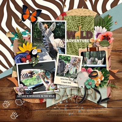 safari