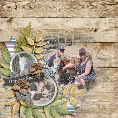 Donkey Society