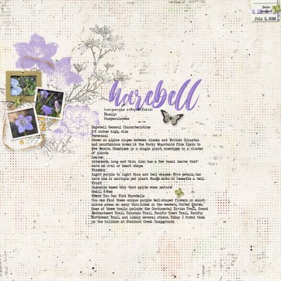 harebell