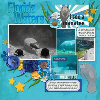 MOTE SEA - Florida Waters - manatees