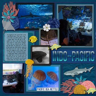 Mote SEA - Indo-Pacific exhibit