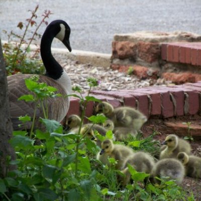 Goose Family