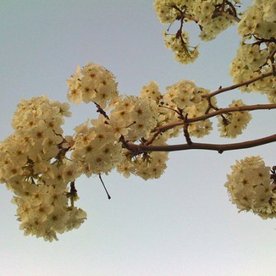 Blossoms