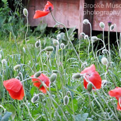 Poppies
