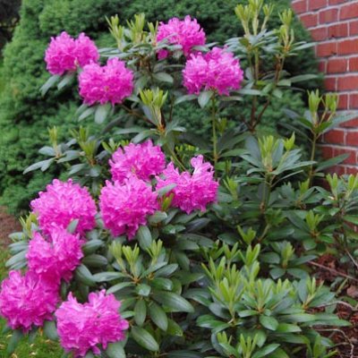 Spring Flowers