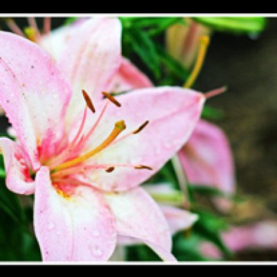 Photo Challenge-Nature