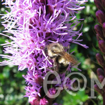 Spring Photo