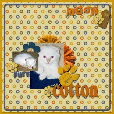 Mr Cotton