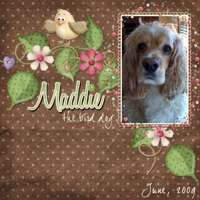 Maddie - The Bird Dog