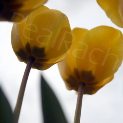 Tulips - PhotoChallenge RealRach