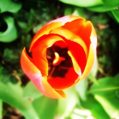 Tulip
