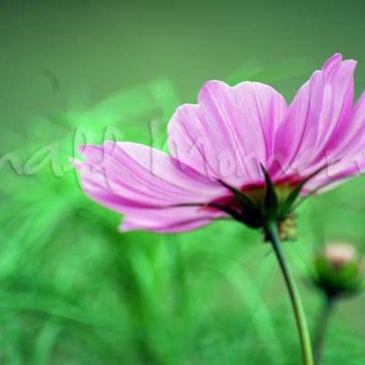 BashfulC-WM-web