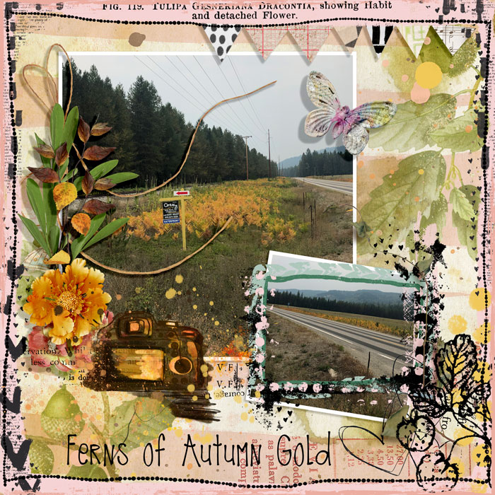 #10 - TYPOGRAPHY - FERNS OF AUTUMN GOLD