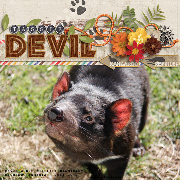 #12 Tassie Devil