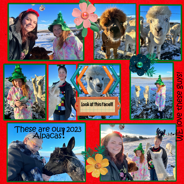 2023 Alpacas