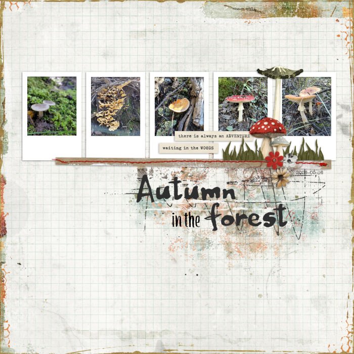 2026-05-16_AutumnInTheForest