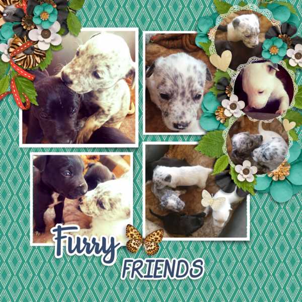 5 pups; 7 photos