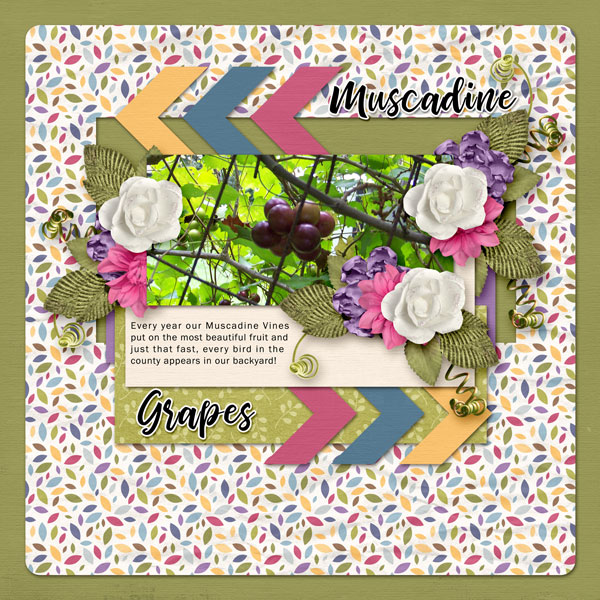 5B Muscadine Grapes