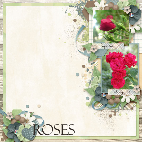 6B_Roses