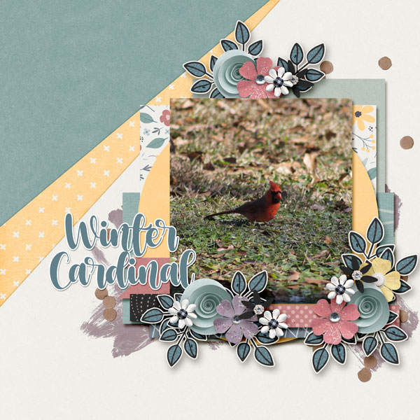 8A_Winter Cardinal