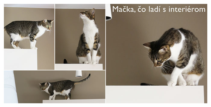 A cat matching with the interior
