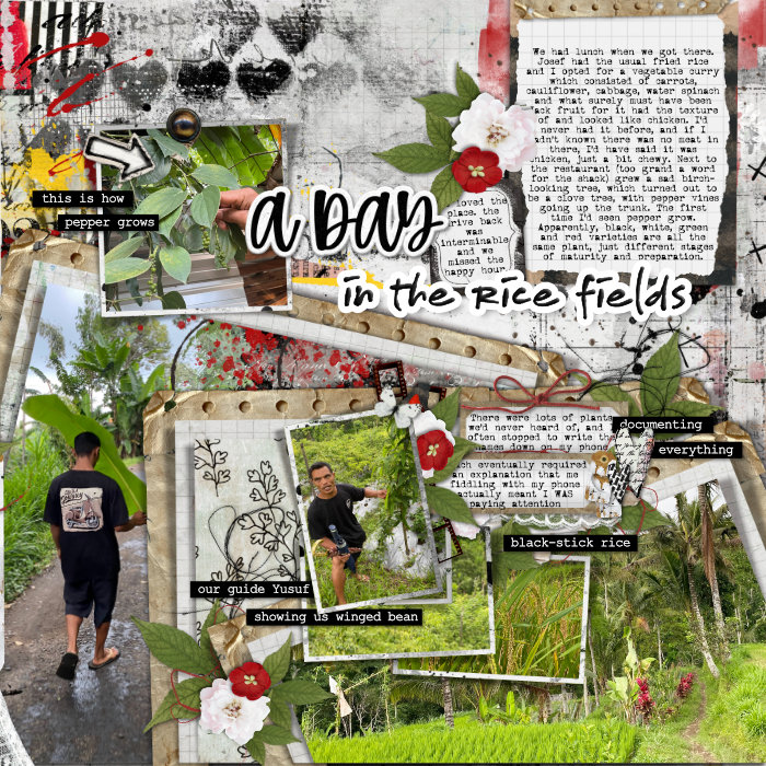 A Day in the Rice Fields