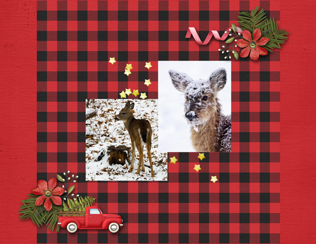 A Deer View