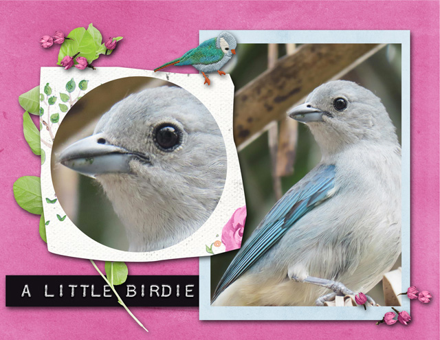 A Little Birdie